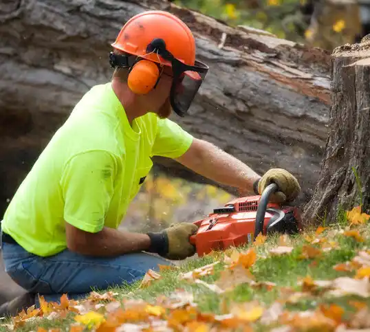 tree services Minatare